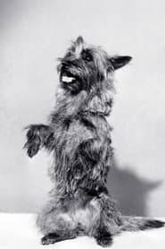 Terry as Toto