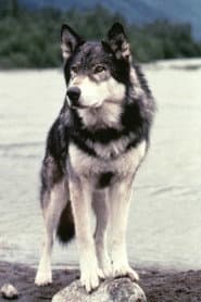 Jed the Wolfdog as Dog Thing