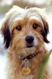 Benjean as Stray Dog (uncredited)