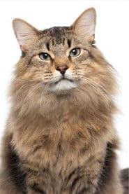 Tonic the Cat as Bud