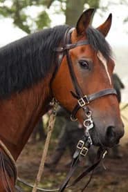 Finder's Key as Horse