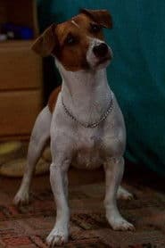 Max as Milo